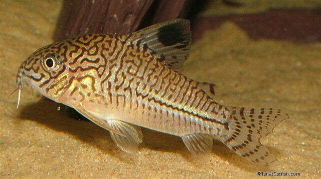 Hoplisoma trilineatum