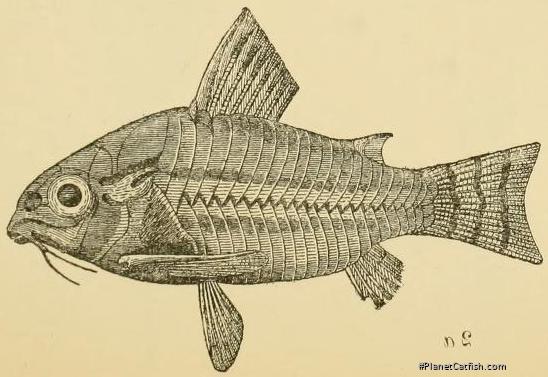 Hoplisoma trilineatum