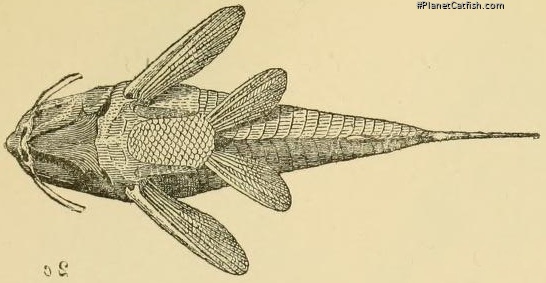 Hoplisoma trilineatum
