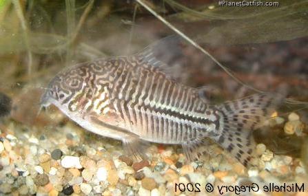 Hoplisoma trilineatum