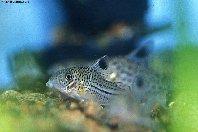 Hoplisoma trilineatum