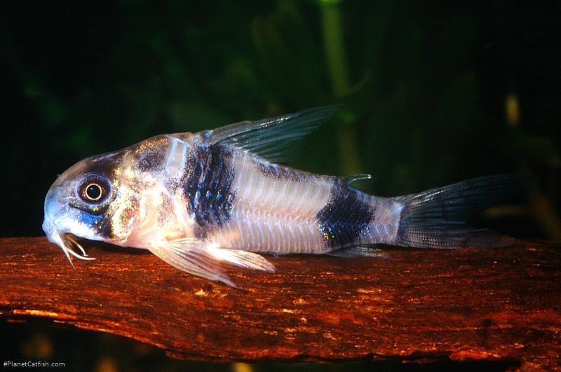 Hoplisoma tukano
