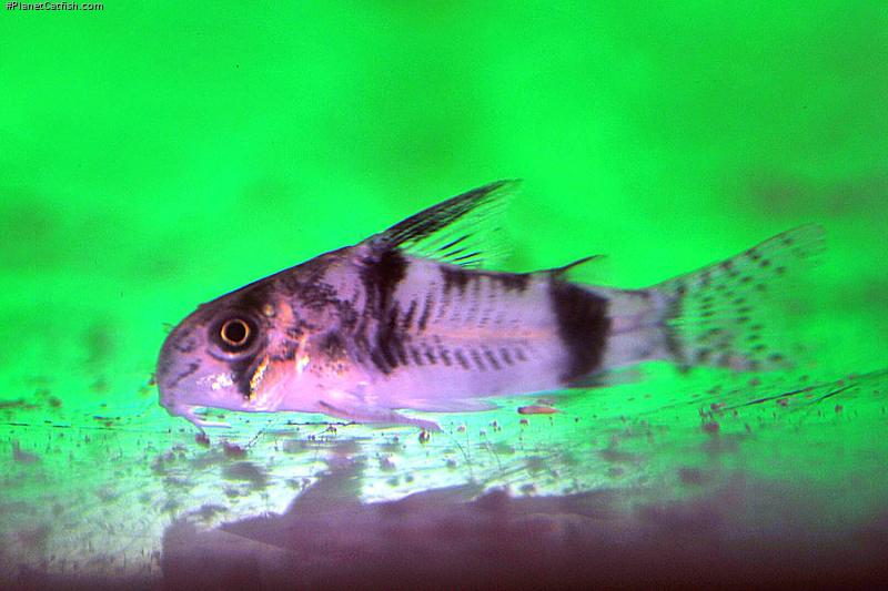 Hoplisoma tukano