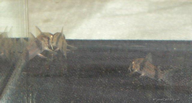Hoplisoma tukano