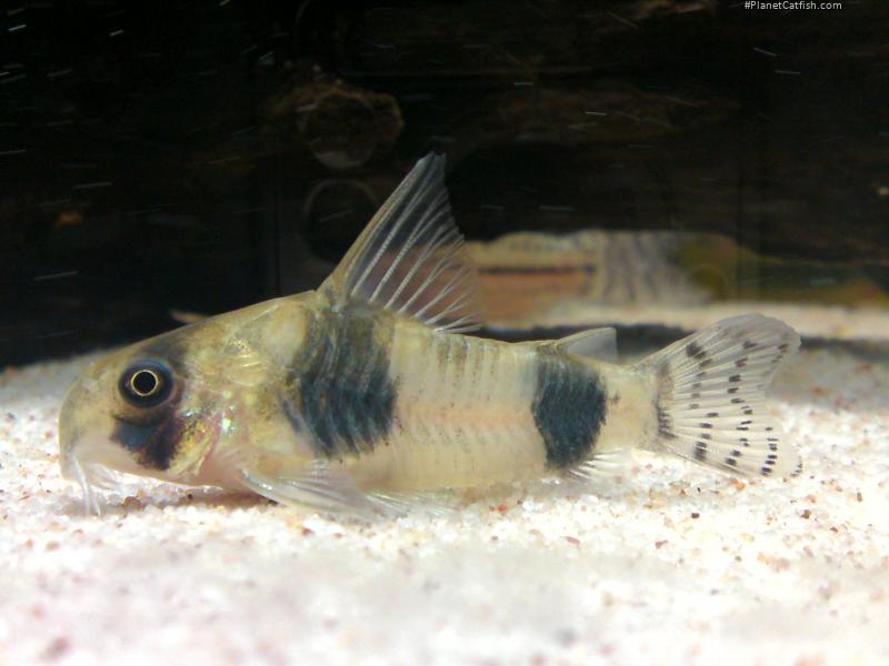 Hoplisoma tukano