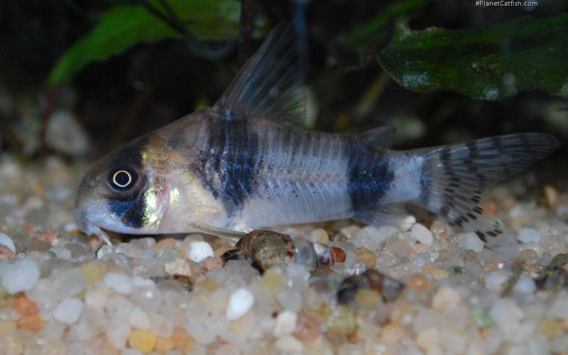 Hoplisoma tukano