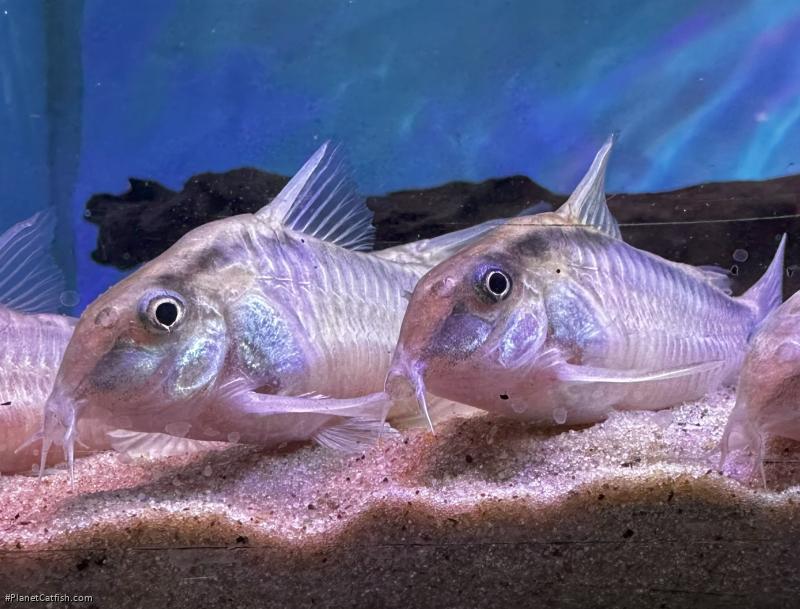 Hoplisoma urucu