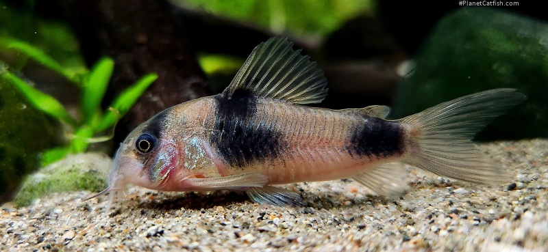 Hoplisoma weitzmani