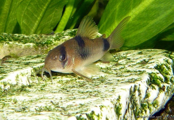 Hoplisoma weitzmani