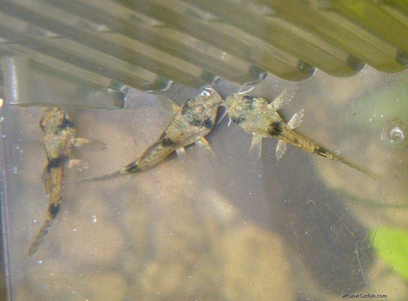 Hoplisoma weitzmani
