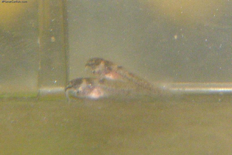 Hoplisoma weitzmani
