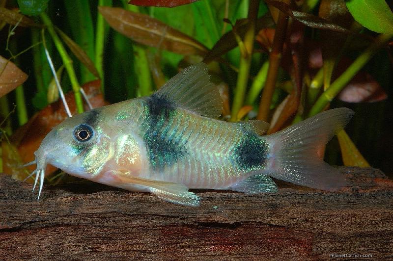 Hoplisoma weitzmani