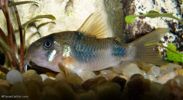Hoplisoma weitzmani