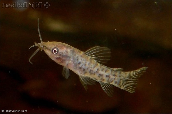 Hoplosternum punctatum