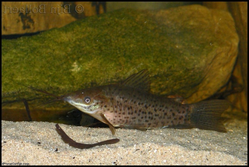 Hoplosternum punctatum