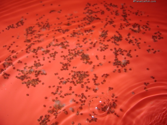 Megalechis picta