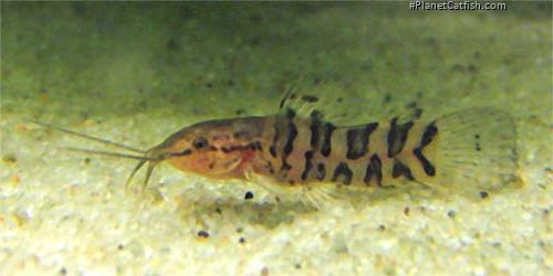 Megalechis thoracata