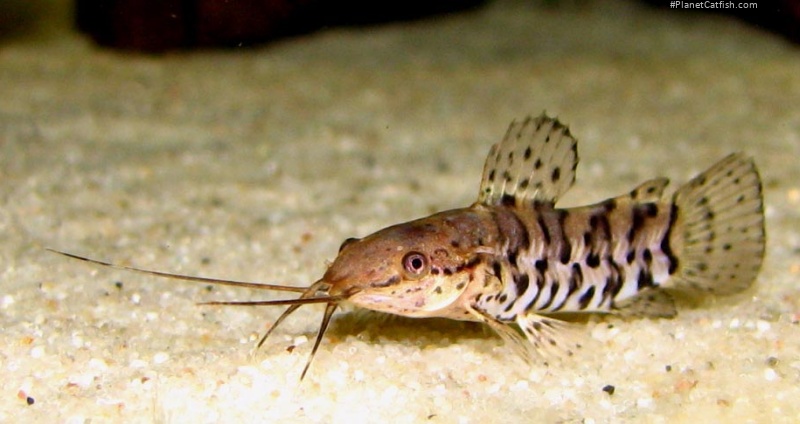 Megalechis thoracata