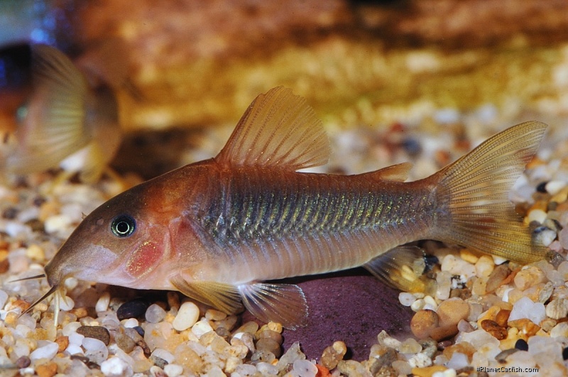 Osteogaster aenea