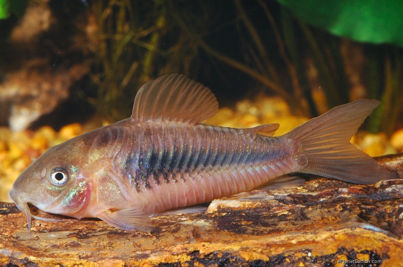 Osteogaster aenea