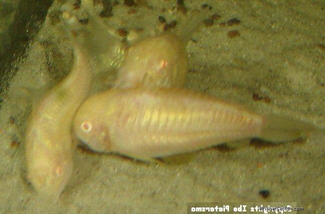 Osteogaster aenea
