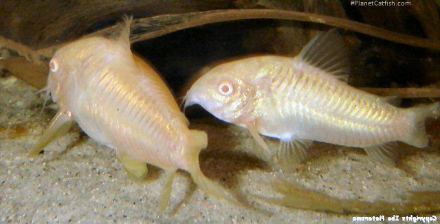 Osteogaster aenea