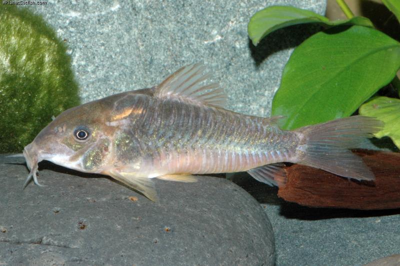 Osteogaster aenea