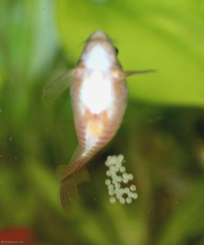 Osteogaster aenea