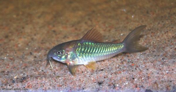 Osteogaster aenea