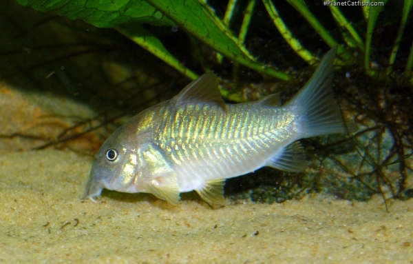 Osteogaster aenea