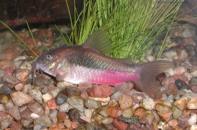 Osteogaster aenea