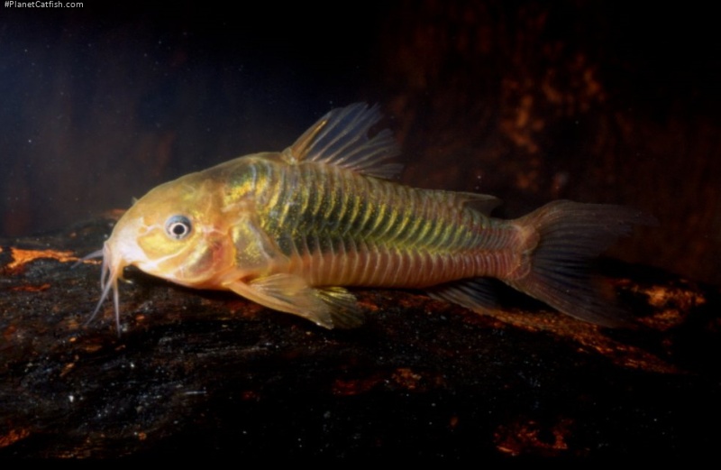 Osteogaster aenea