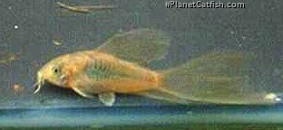 Osteogaster aenea