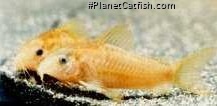 Osteogaster cf. aenea(gold)
