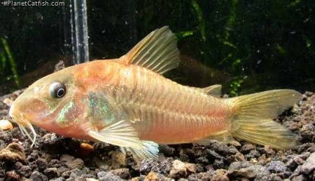 Osteogaster cf. aenea(gold)