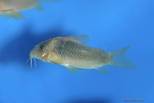 Osteogaster cf. aenea