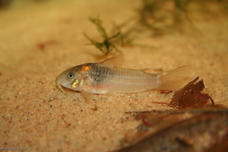 Osteogaster maclurei