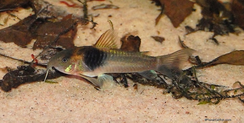 Osteogaster maclurei