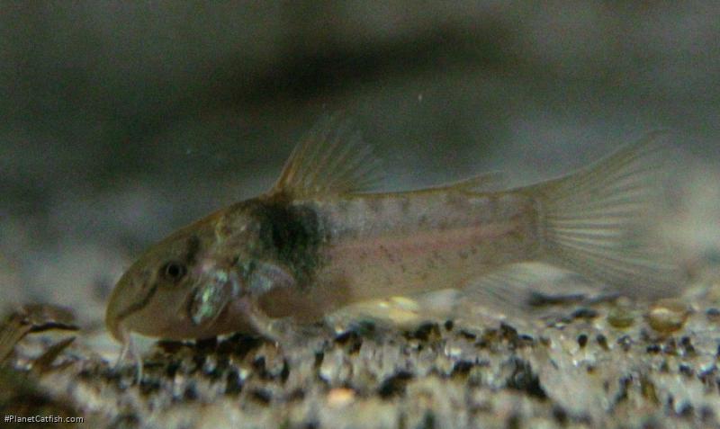 Osteogaster maclurei