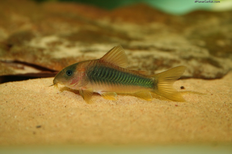 Osteogaster melanotaenia