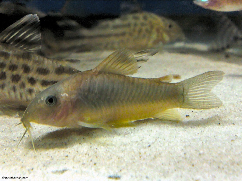 Osteogaster melanotaenia