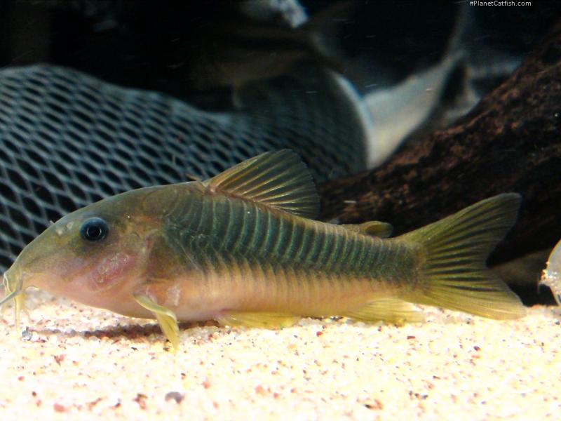 Osteogaster melanotaenia