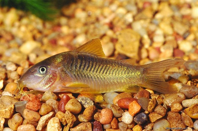 Osteogaster melanotaenia