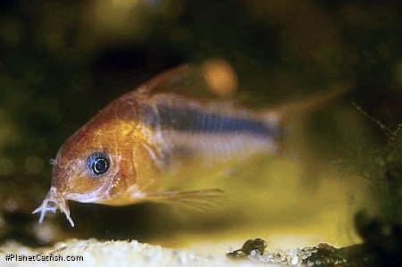 Osteogaster rabauti
