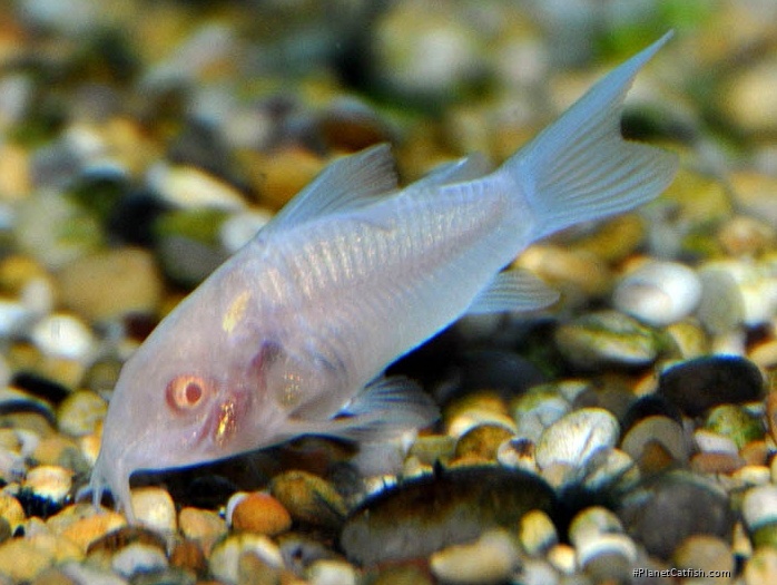 Osteogaster rabauti