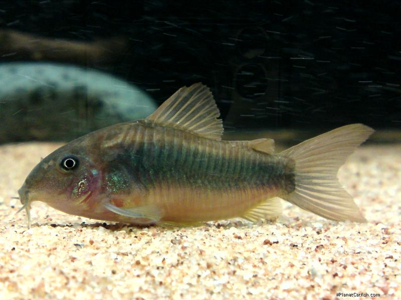 Osteogaster schultzei
