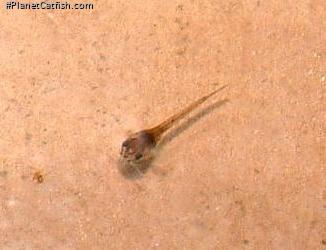 Osteogaster schultzei
