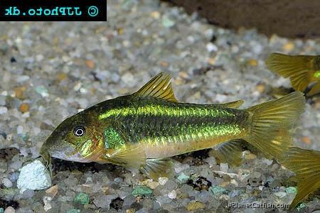 Osteogaster sp. (Cw009)