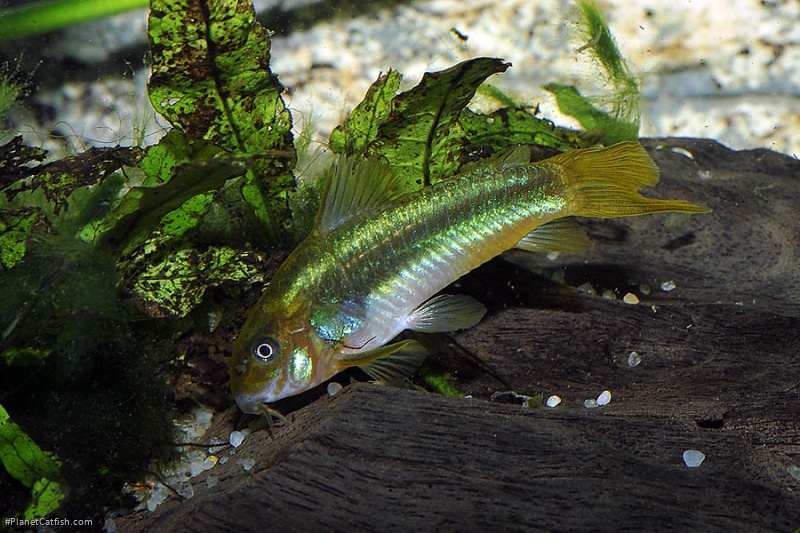 Osteogaster sp. (Cw009)