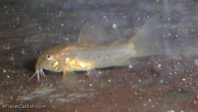 Osteogaster sp. (Cw009)